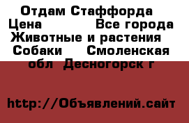 Отдам Стаффорда › Цена ­ 2 000 - Все города Животные и растения » Собаки   . Смоленская обл.,Десногорск г.